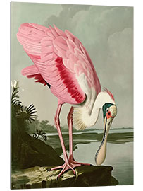 Tableau en aluminium Roseate Spoonbill after Audubon