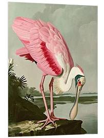 Foam board print Roseate Spoonbill after Audubon