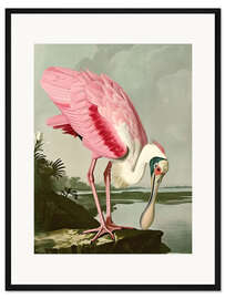 Gerahmter Kunstdruck Rosalöffler nach Audubon