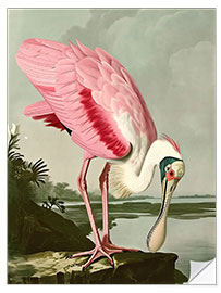 Selvklebende plakat Roseate Spoonbill after Audubon