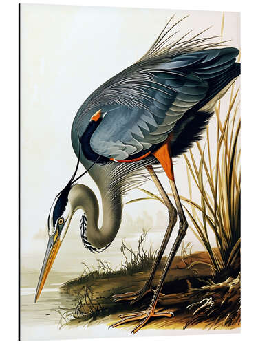 Alubild Blauer Reiher nach Audubon