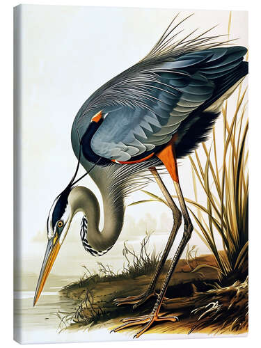 Stampa su tela Blue Heron after Audubon