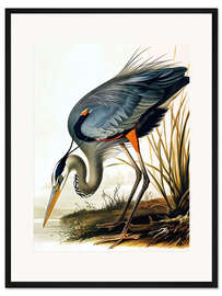 Gerahmter Kunstdruck Blauer Reiher nach Audubon - TAlex