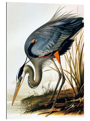 Gallery print Blue Heron after Audubon