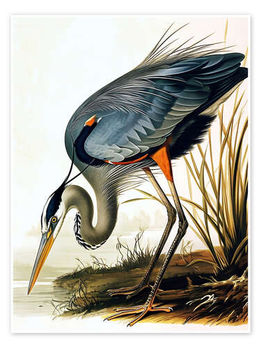 Póster Blue Heron after Audubon