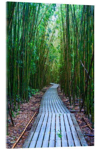 Acrylic print Bamboo Forest, Hawaii