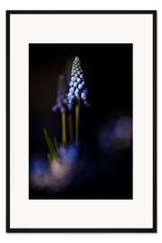 Gerahmter Kunstdruck Like Blue Grapes