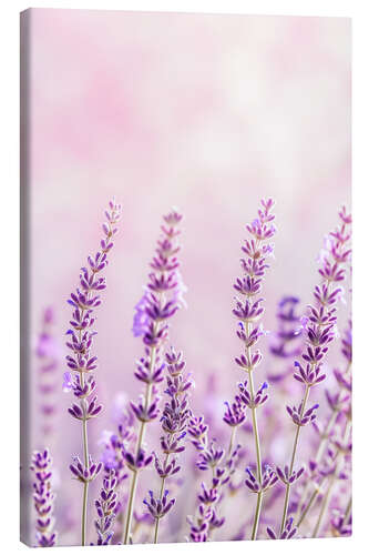 Lærredsbillede Lavender Scent