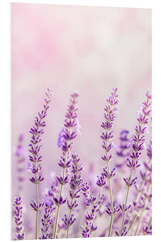 Foam board print Lavender Scent