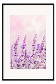 Gerahmter Kunstdruck Lavendelduft