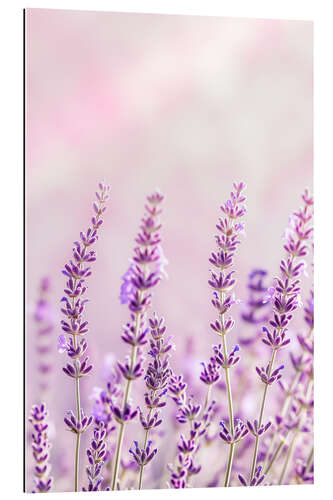 Gallery print Lavender Scent