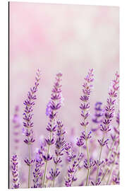 Magnettafel Lavendelduft