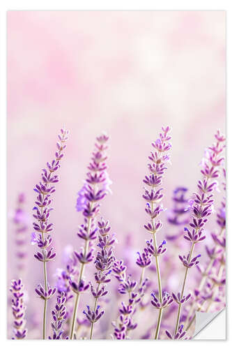 Vinilo para la pared Lavender Scent