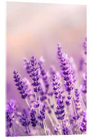 Acrylic print Lavender Summer