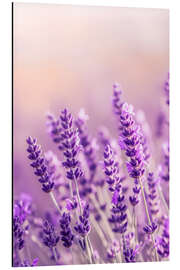 Aluminium print Lavender Summer