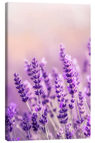 Canvastavla Lavender Summer