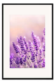 Gerahmter Kunstdruck Lavendelsommer