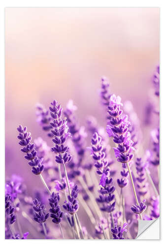 Naklejka na ścianę Lavender Summer