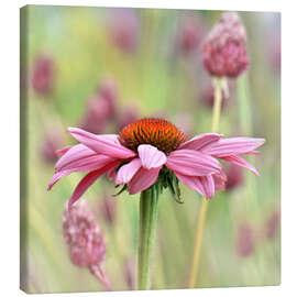 Canvas print Echinacea