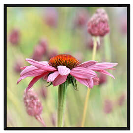 Gerahmter Kunstdruck Echinacea