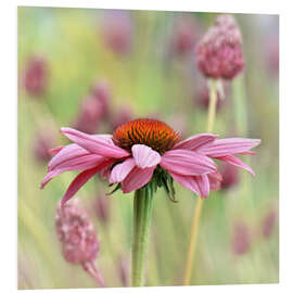 Foam board print Echinacea