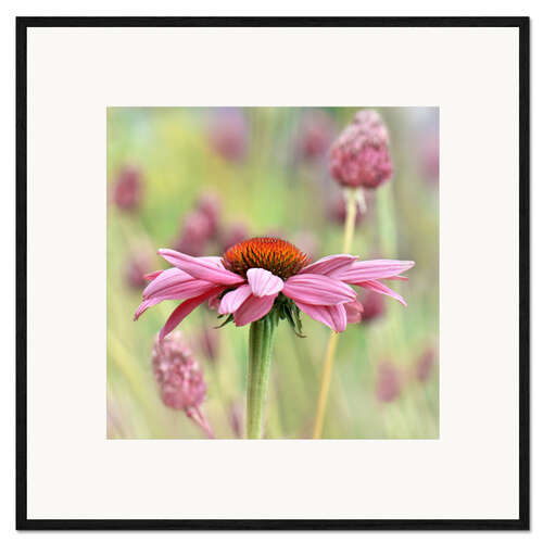Impressão artística com moldura Echinacea