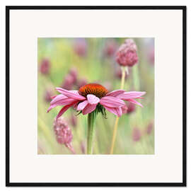 Impressão artística com moldura Echinacea