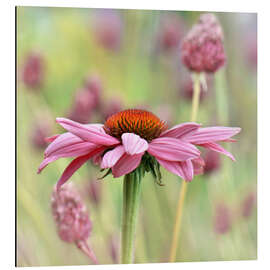 Magnettafel Echinacea
