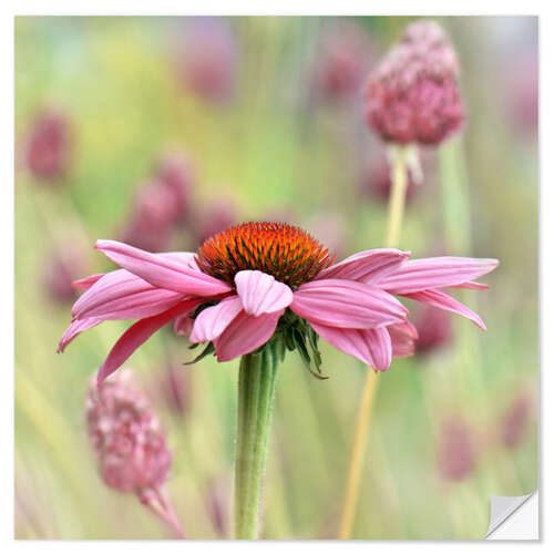 Naklejka na ścianę Echinacea