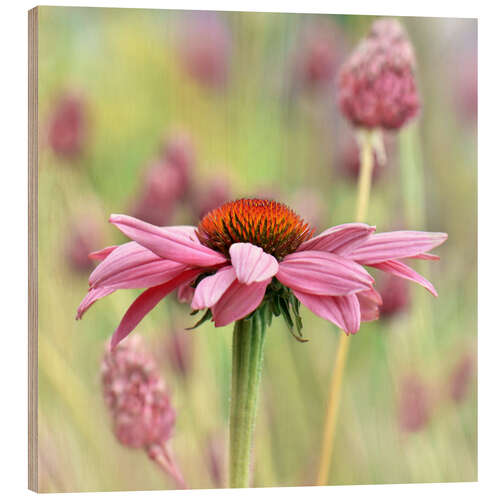 Quadro de madeira Echinacea