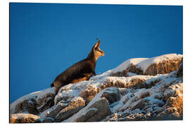 Magnettafel Gams genießt Sonnenaufgang