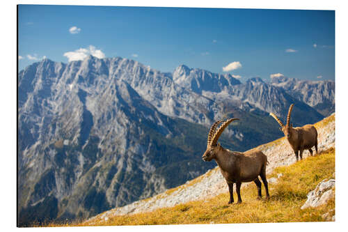 Aluminium print Ibexes in front of Watzmann