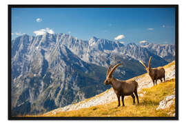 Gerahmter Kunstdruck Steinböcke vor Watzmann