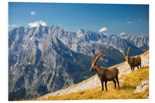 Foam board print Ibexes in front of Watzmann