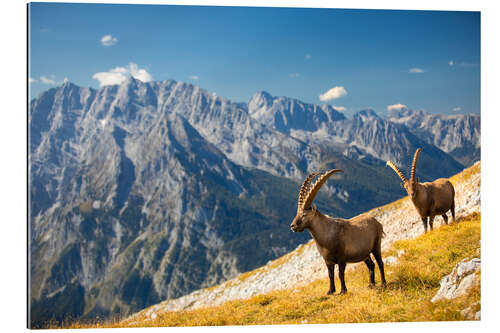 Galleriprint Ibexes in front of Watzmann