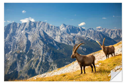 Wall sticker Ibexes in front of Watzmann