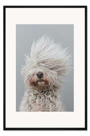 Gerahmter Kunstdruck Bad Hair Day Pudel
