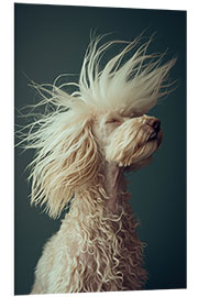 Foam board print Poodle's Rebellious Haircut