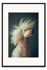 Gerahmter Kunstdruck Pudels Rebellischer Haarschnitt