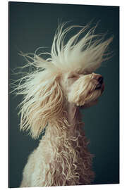 Magnettafel Pudels Rebellischer Haarschnitt