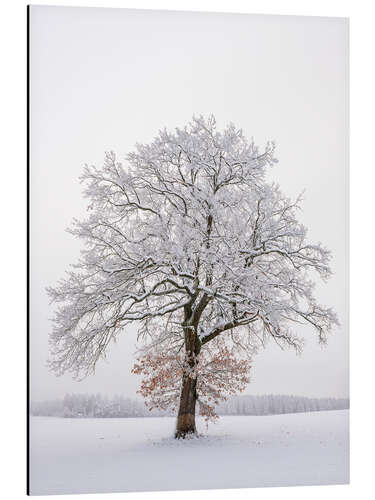 Aluminiumsbilde Frosty Tree