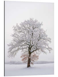 Aluminium print Frosty Tree