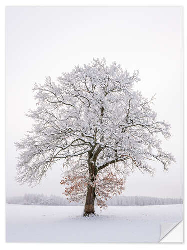 Självhäftande poster Frosty Tree