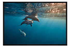 Gerahmter Kunstdruck Sonnenuntergang und Delfine