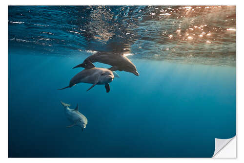 Vinilo para la pared Sunset and Dolphins