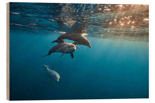 Puutaulu Sunset and Dolphins