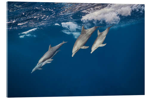 Acrylglas print Dolphins surfing the waves