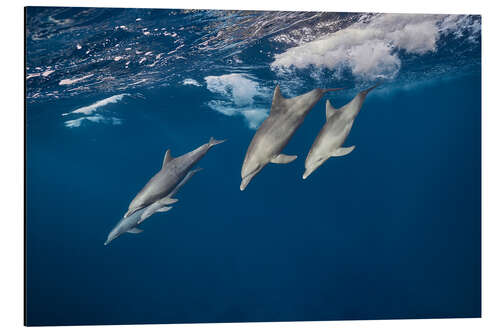 Aluminium print Dolphins surfing the waves