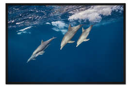 Gerahmter Kunstdruck Delfine surfen auf den Wellen