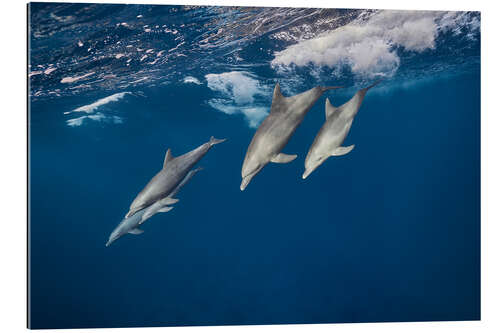 Gallery print Dolphins surfing the waves